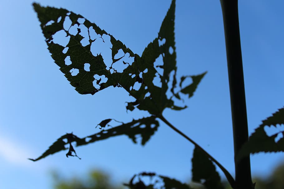 leaves, perspective, incomplete, plant, sky, focus on foreground HD wallpaper