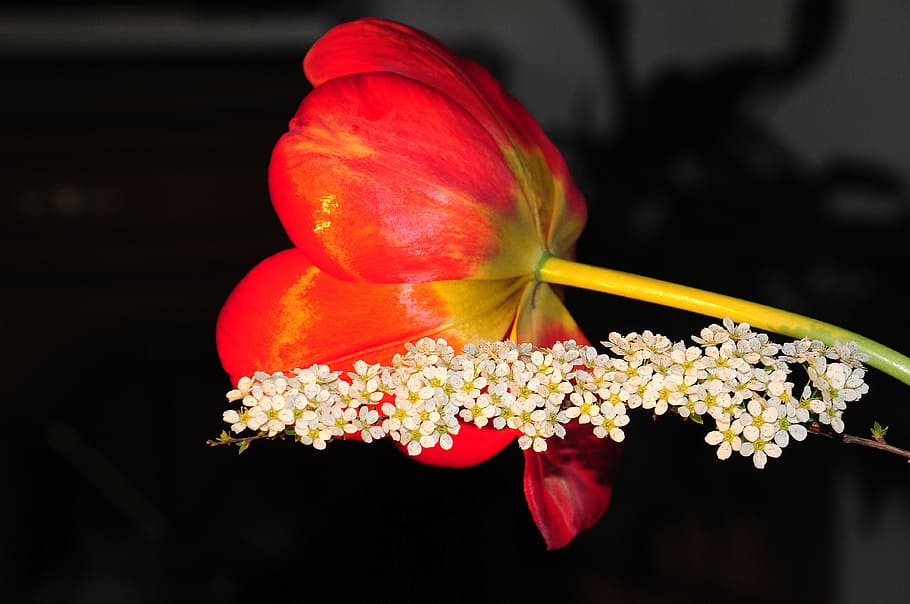 tulip, blossom, bloom, spring, flower, early bloomer, red, bright HD wallpaper