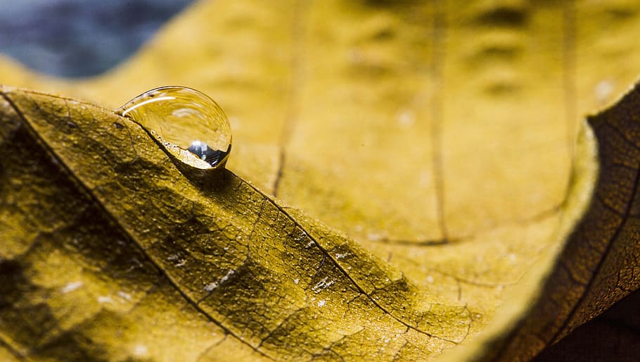 nature, water, texture, selective focus, jewelry, ring, close-up HD wallpaper