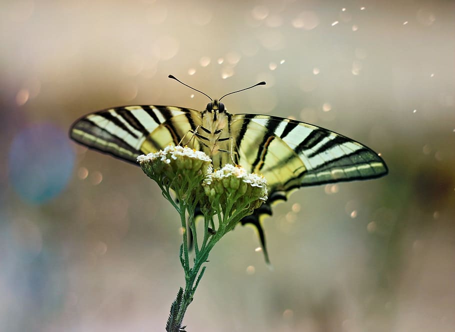 butterfly, dovetail, wings, insect, plant, rest, animal wildlife HD wallpaper