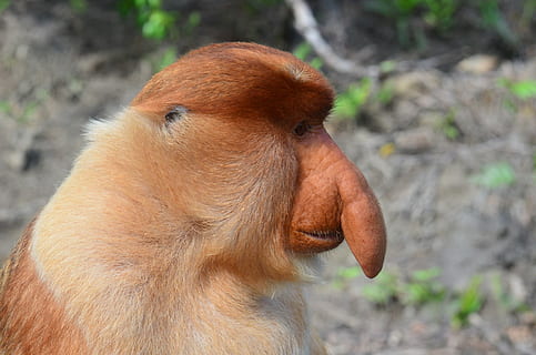 black animal photography, borneo, monkey, long proboscis monkey HD wallpaper