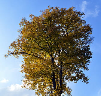 deciduous tree, leaves, color, tribe, branch, bark, branches HD wallpaper
