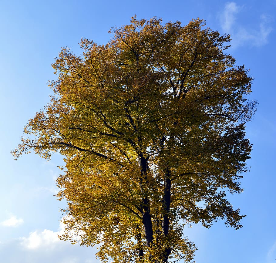 deciduous tree, leaves, color, tribe, branch, bark, branches HD wallpaper