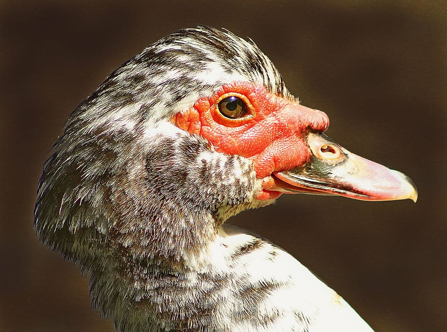 animals, portrait, duck, bird, nature, beak, feather, animal themes HD wallpaper