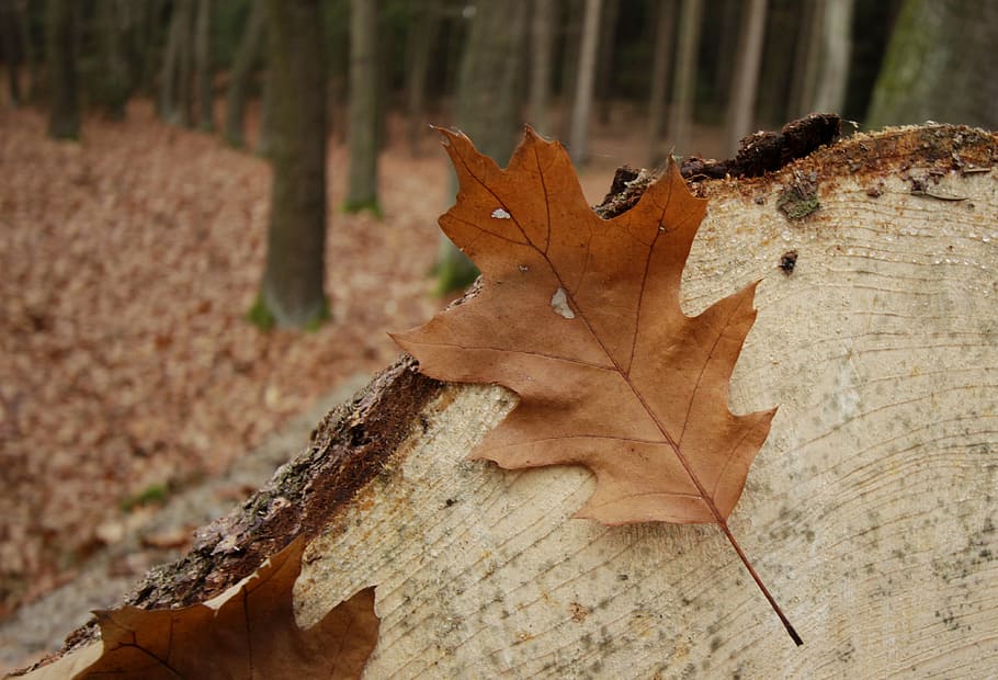 forest, sheet, strain, tree, autumn, autumnal, detail, dry leaves HD wallpaper