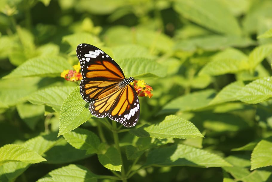 nature, butterfly, summer, leaf, outdoors, insect, animal themes HD wallpaper