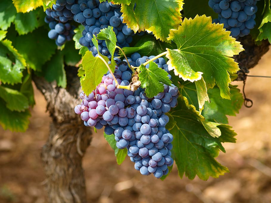 photo of grapes, vines, vineyards, fall, vine leaves, bunch of grapes, HD wallpaper
