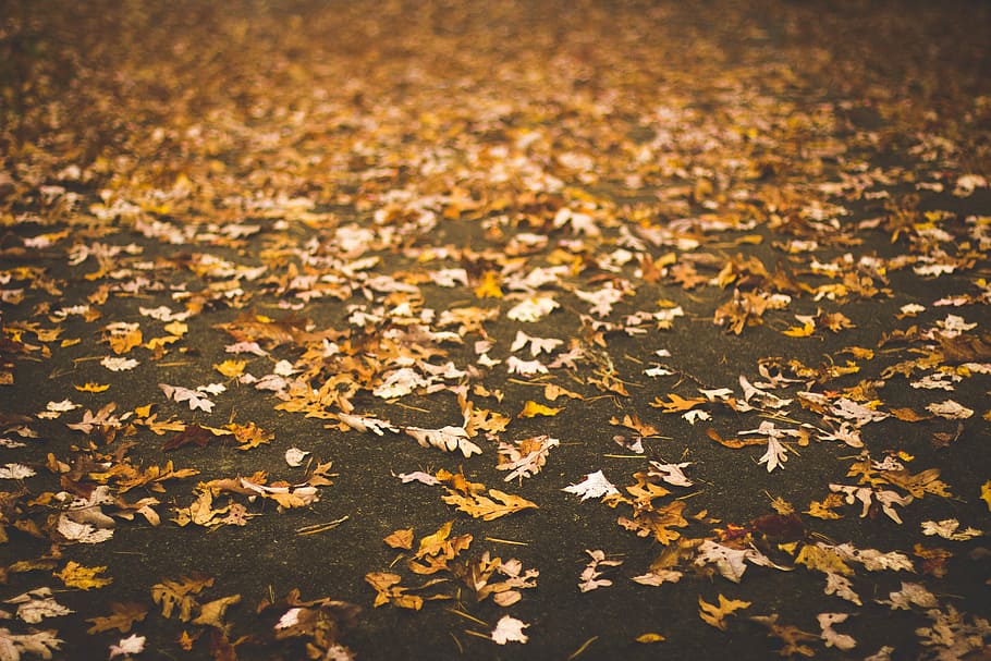 dried leaves on gray pavement, dried leaves on ground during daytime HD wallpaper