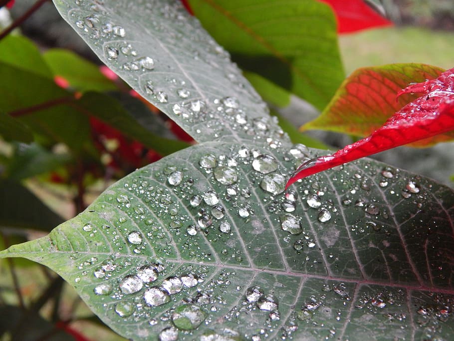 leaves, wet, rain, drops, leaf, plant part, water, close-up HD wallpaper