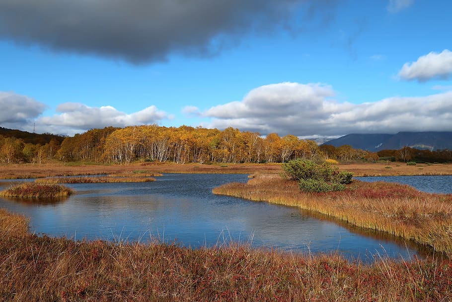 autumn, lake, forest, tundra, swamp, nature, landscape, tranquility, HD wallpaper