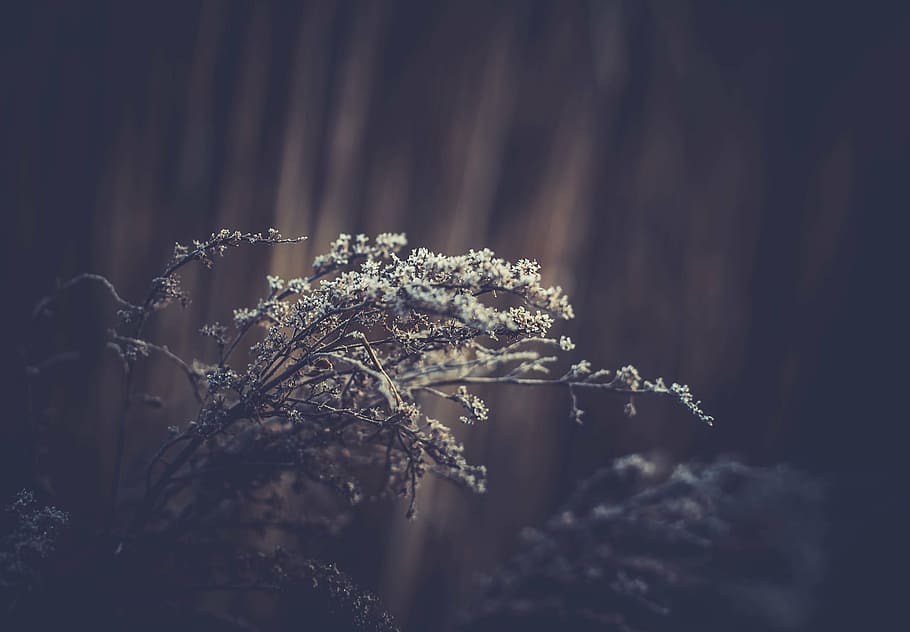 closeup photo of white petaled flowers, selective, focus, photography HD wallpaper