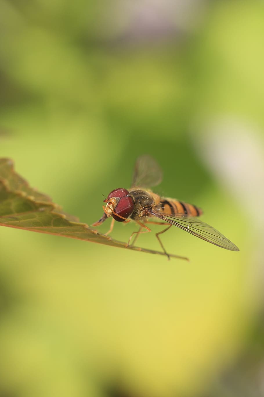 insect, wasp, summer, invertebrate, animal, animal wildlife HD wallpaper