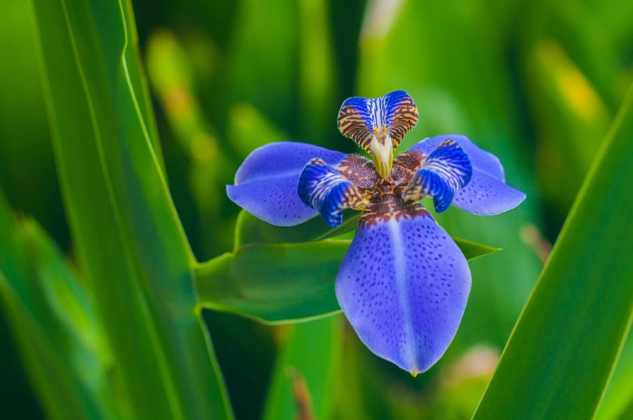 iris, flag, botany, flower, blossom, bloom, inflorescence, flora HD wallpaper