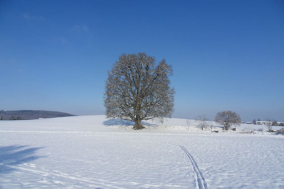 tree, snow, winter, landscape, switzerland, cold temperature HD wallpaper