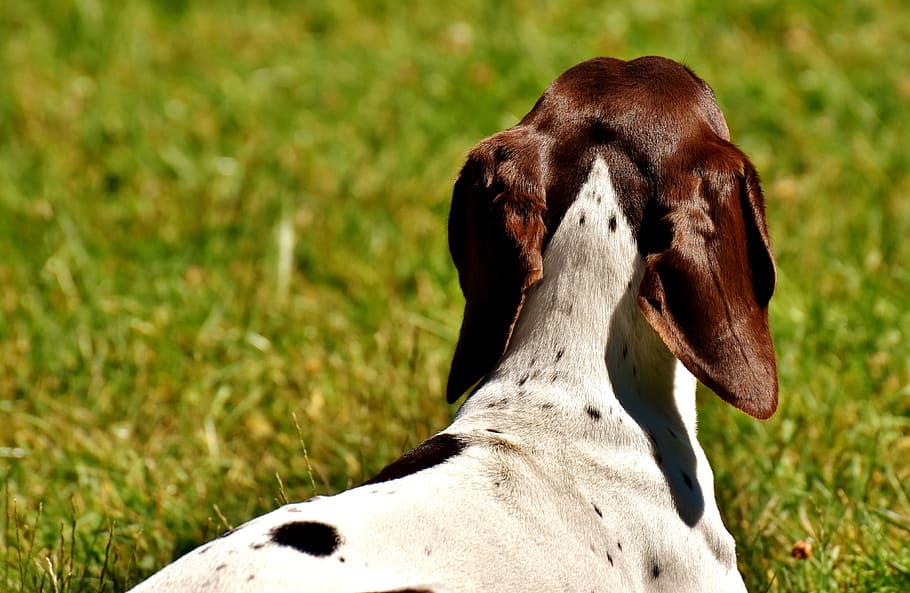Dog, Meadow, Dear, Cute, Good, concerns, animal, dog portrait HD wallpaper