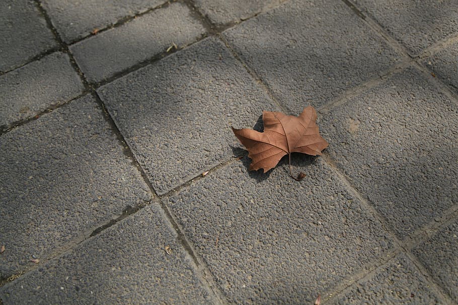 defoliation, ground, sad, leaf, plant part, autumn, dry, change HD wallpaper