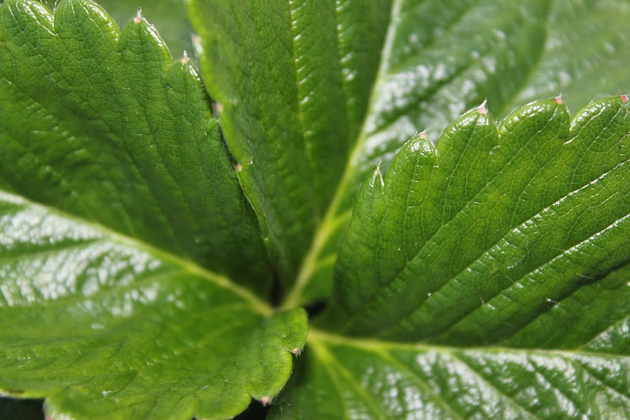 leaf, flora, growth, nature, environment, green color, plant part HD wallpaper
