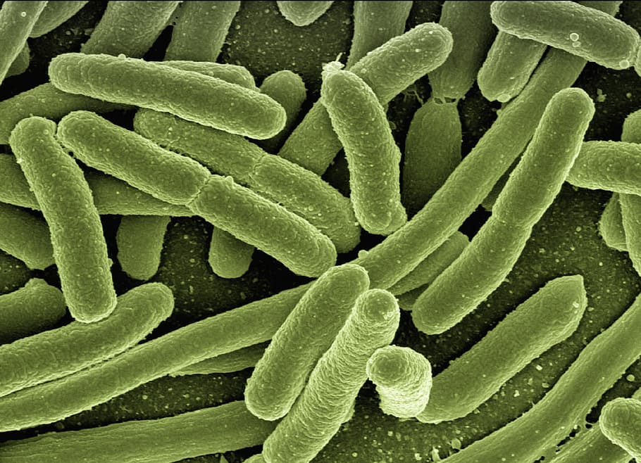 micro photography of bacteria, koli bacteria, escherichia coli