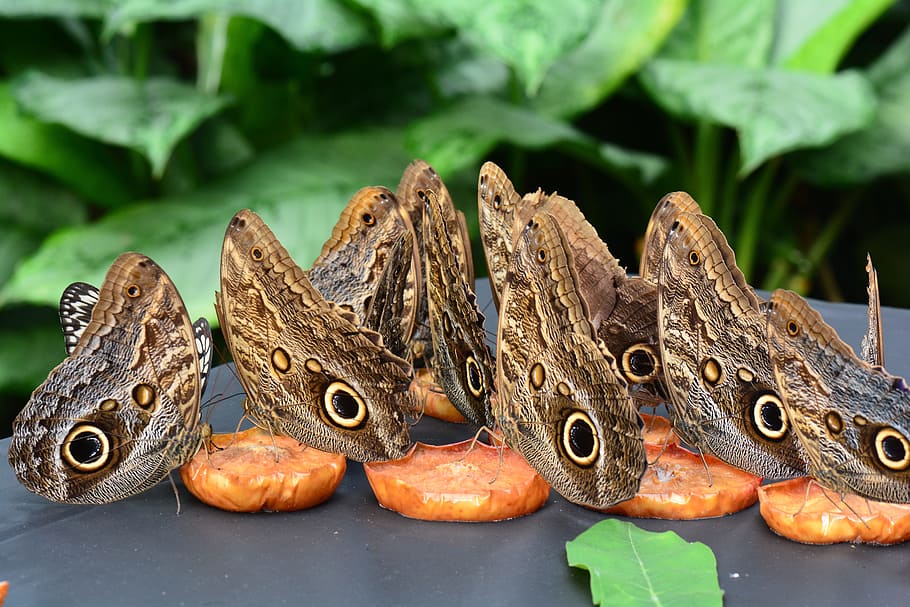 butterfly, feast, fruit, wings, food and drink, animal, focus on foreground HD wallpaper