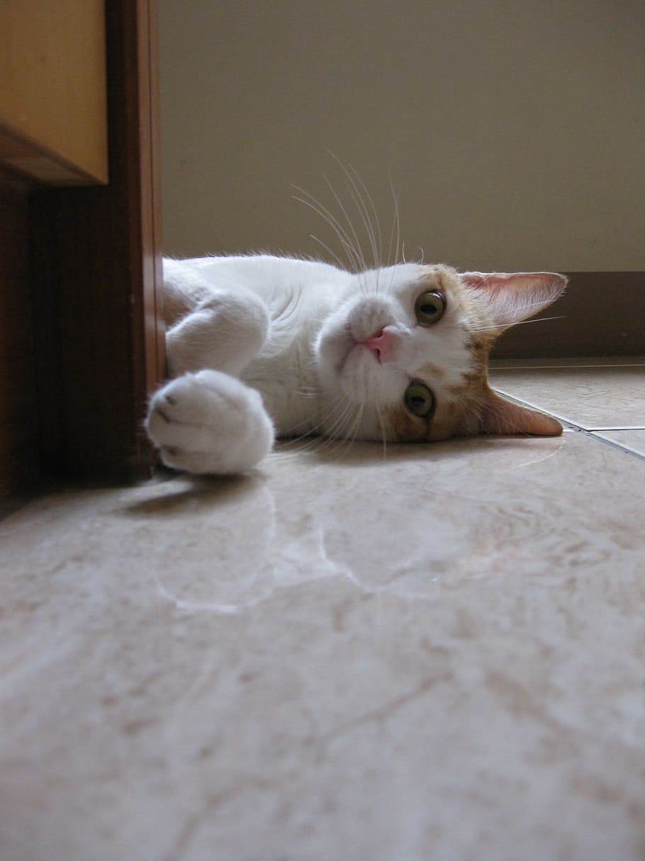 cat, lying, cute, gaze, animal, mammal, domestic, pets, domestic cat HD wallpaper