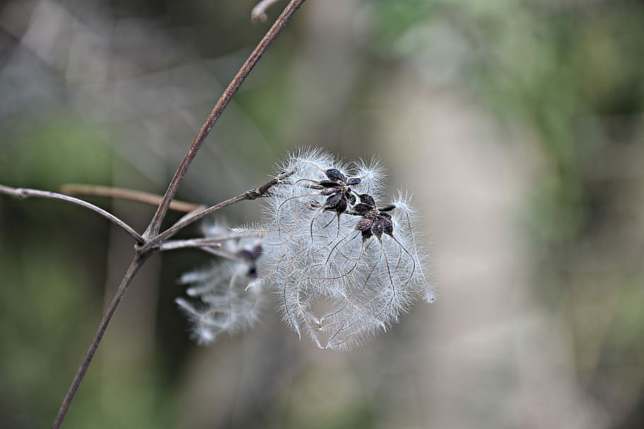 nature, plant, close-up, focus on foreground, no people, fragility HD wallpaper