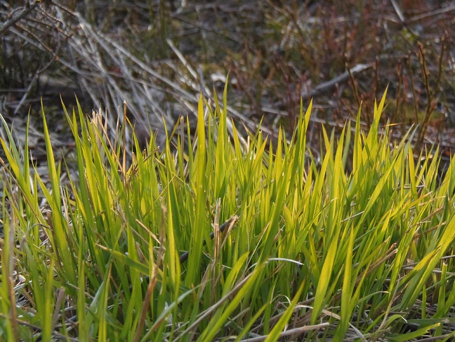 grass, nature, green, spring, outdoor, plant, sun, fresh, growth HD wallpaper