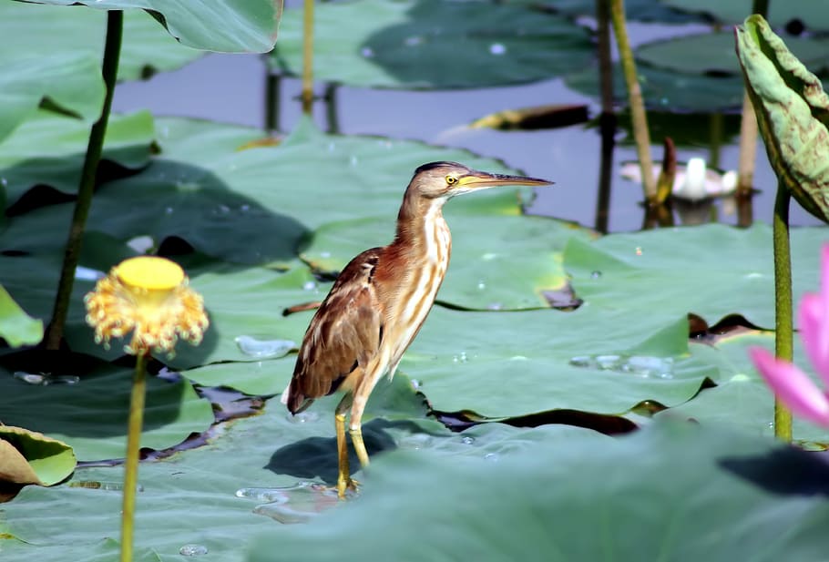 pool, nature, bird, water, lake, wildlife, outdoors, animal HD wallpaper