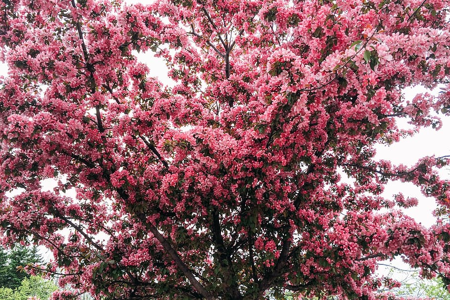 pink cherry blossoms, tree, spring, flower, bloom, outdoor HD wallpaper