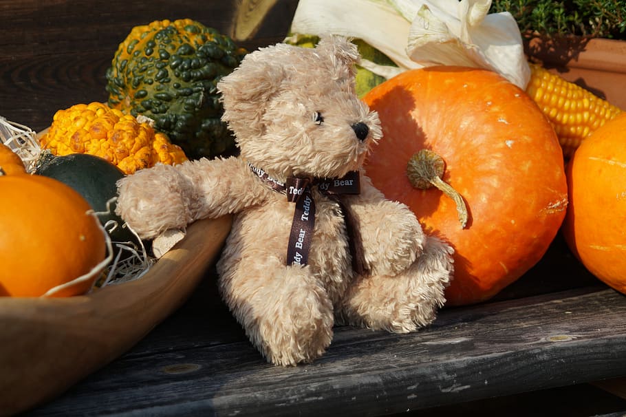 teddy, toys, furry teddy bear, cute, sweet, pumpkins, orange color, HD wallpaper