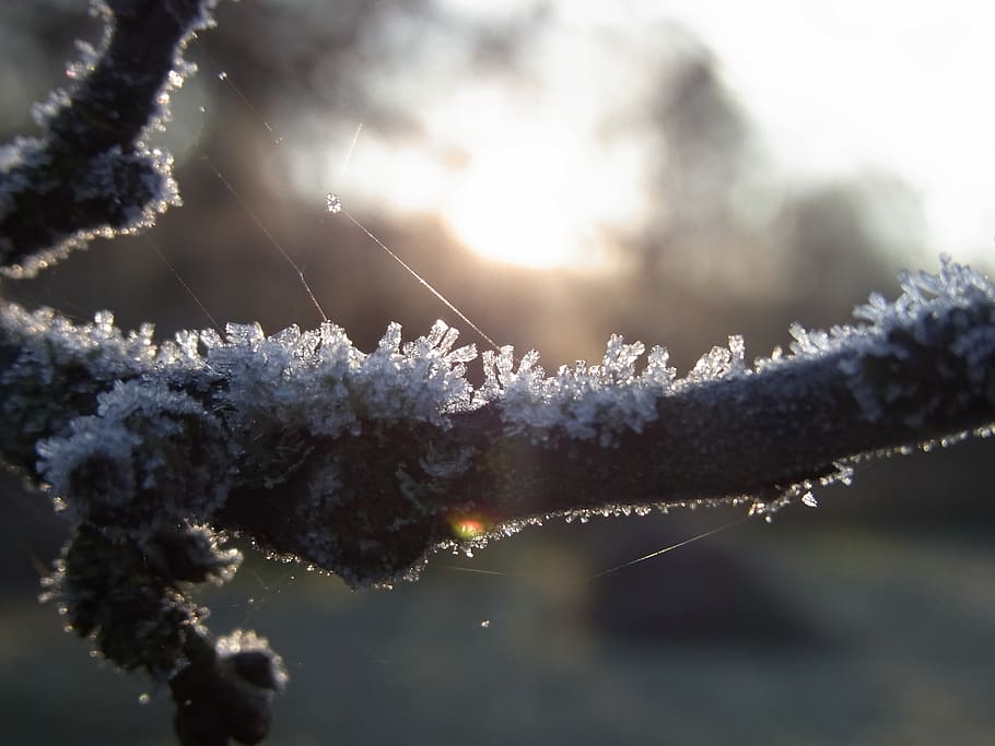 ice, crystals, winter, branch, tree, cold, sun, nature, forest HD wallpaper