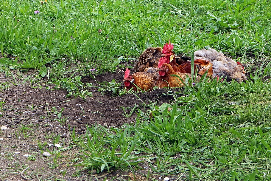 chicken, hahn, chickens, animals, agriculture, farm, animal husbandry HD wallpaper