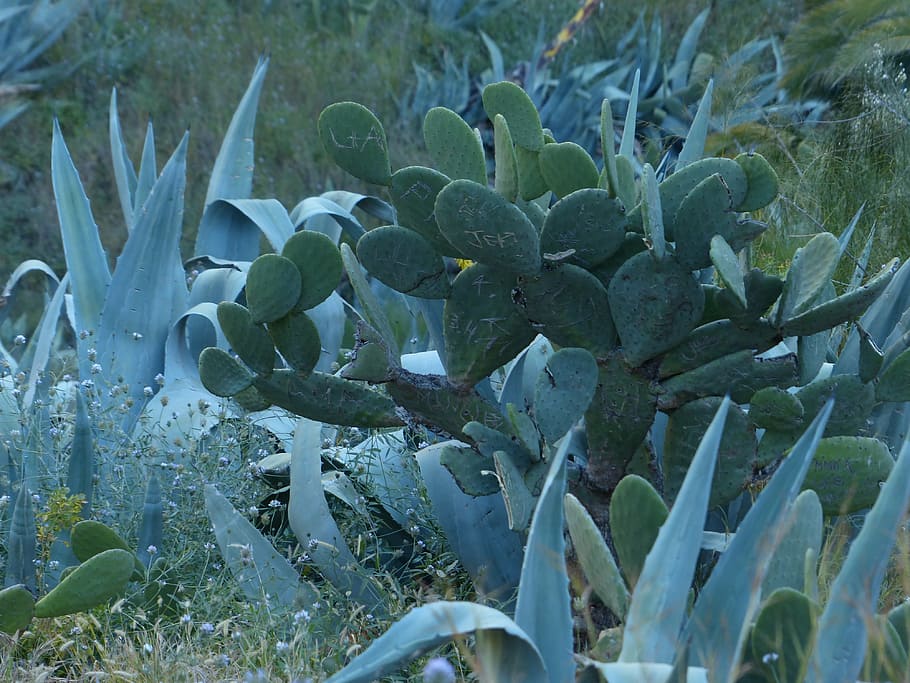 cactus, agave, scrub, wilderness, prickly, ear cactus, prickly pear, HD wallpaper