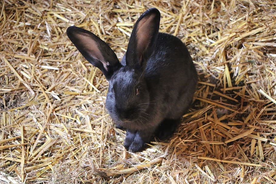 black rabbit on brown grass, hare, hof, stall, agriculture HD wallpaper