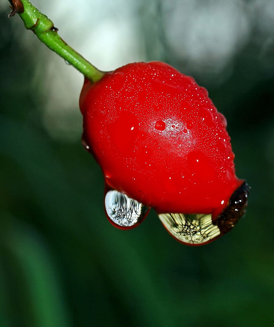 plant, nature, live, red, close-up, drop, wet, freshness, food HD wallpaper