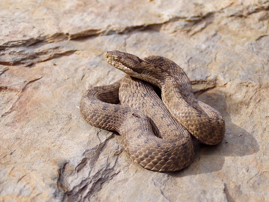 viper, snake, aspid, nature, animals, fauna, venom, reptile HD wallpaper