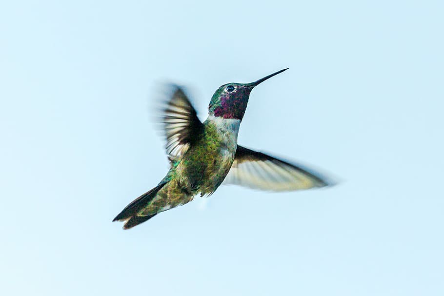 Anna’s Hummingbird, male, selective focus photo of hummingbird flying at daytime HD wallpaper