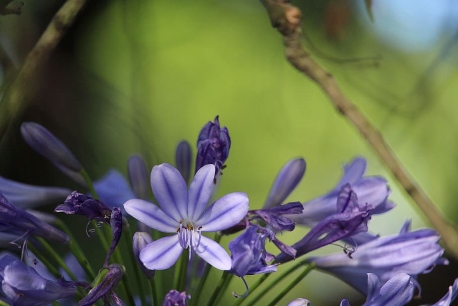 flower, agapanthus, purple, floral, nature, flowering plant