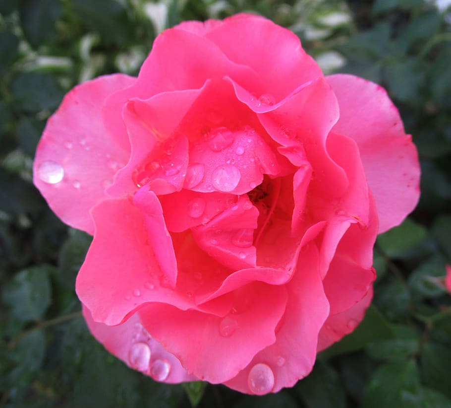 rain, rose, nature, flowering plant, petal, vulnerability, fragility HD wallpaper