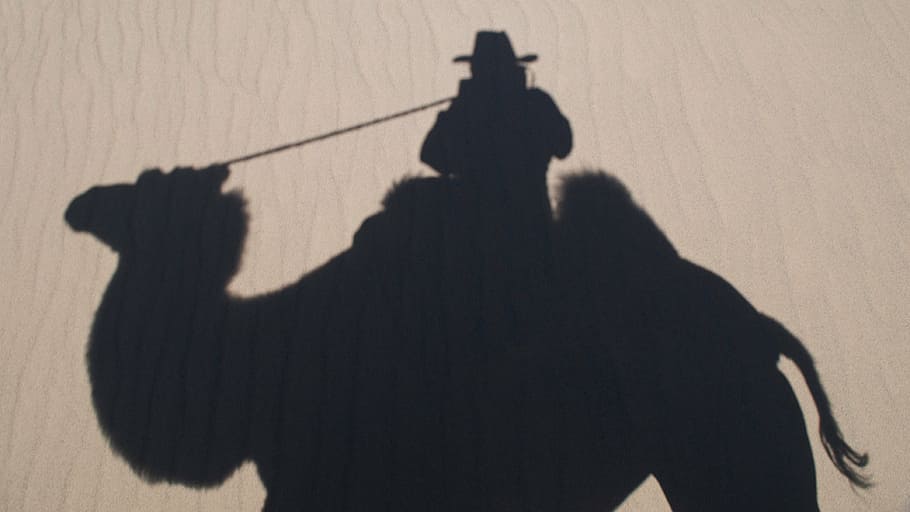 self portrait, camel, silhouette, shadow, sunlight, focus on shadow HD wallpaper