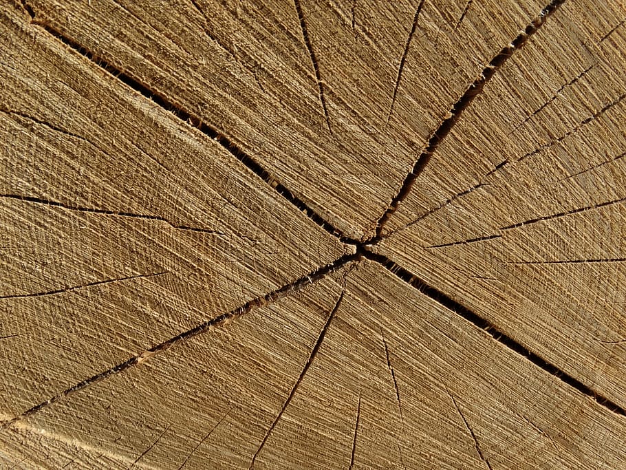 wood, trees, structure, cracked, annual rings, forest, grain, HD wallpaper