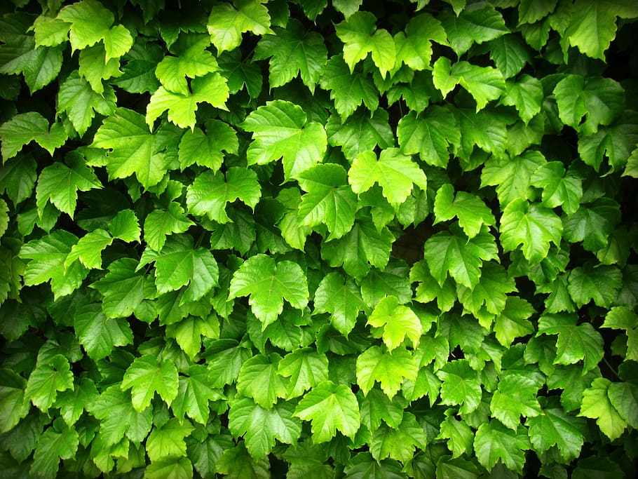 green leafed plants, leaves, grape, nature, summer, natural, spring, HD wallpaper