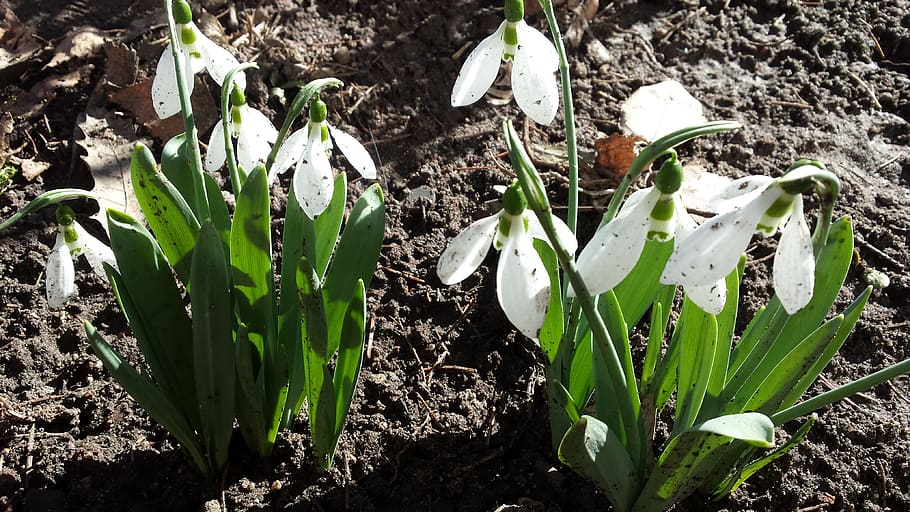 flower, white, spring, growth, plant, green color, nature, beauty in nature HD wallpaper
