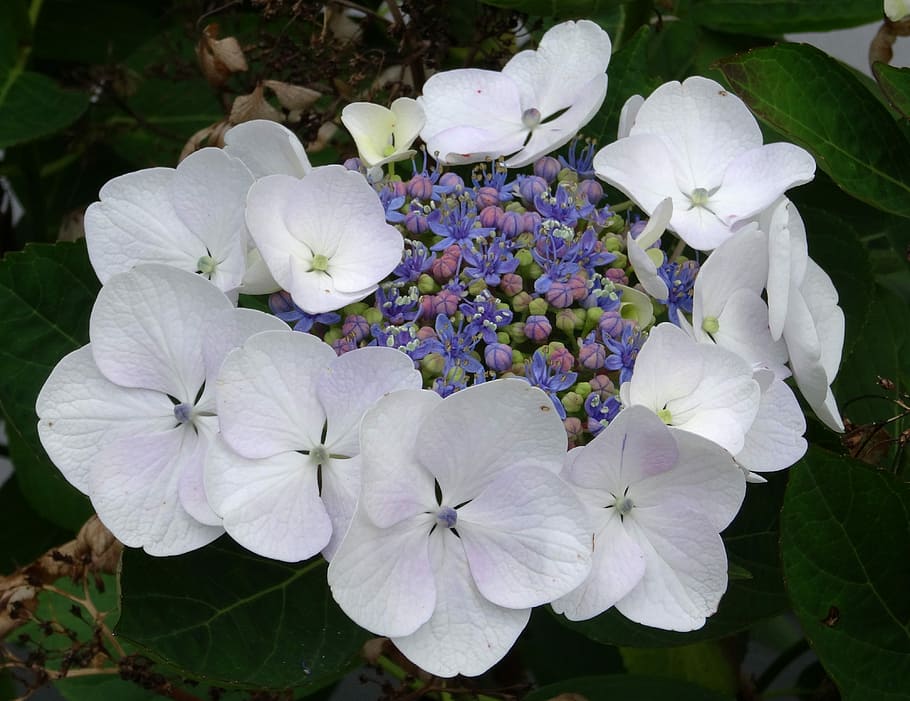 Blossom, Bloom, Hydrangea, Close, White, blue, plate flower HD wallpaper