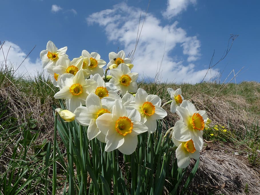 flowers, spring, margone, bloomed, prato, flowering plant, freshness HD wallpaper