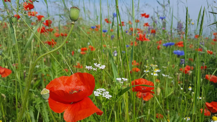 Cornflower, Poppy, Summer, growth, grass, nature, plant, flowering plant HD wallpaper
