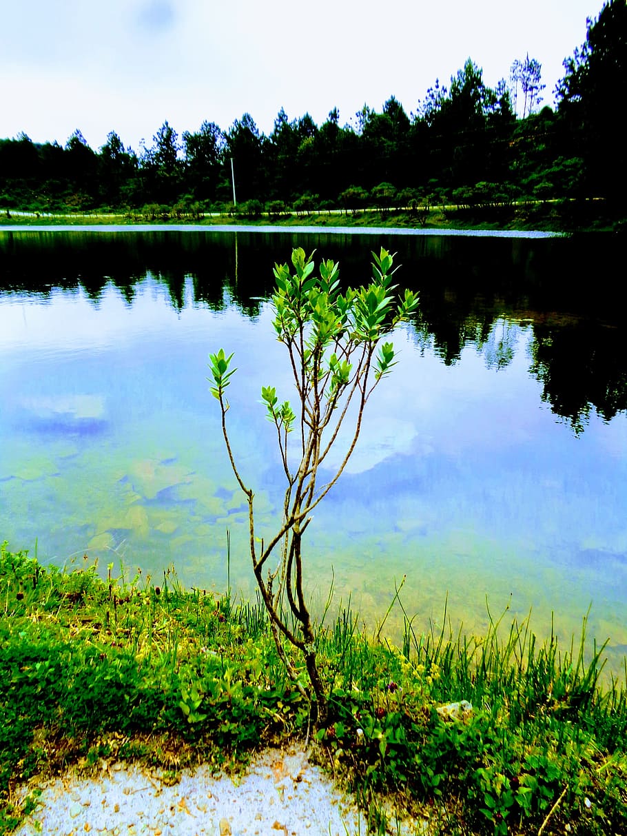 Green Leaf Plant Near Body of Water, clouds, daylight, grass HD wallpaper