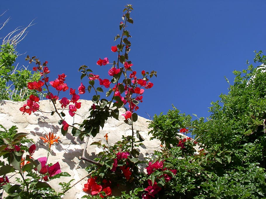 greece, flowers, sky, blue, red, cyclades, bougainvillea, plant, HD wallpaper