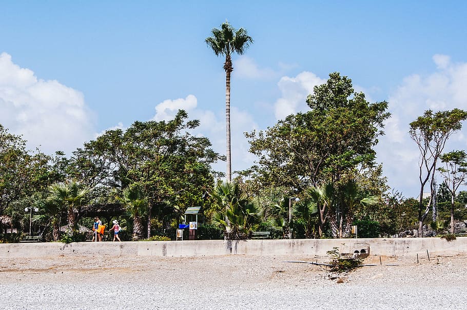 beach, palma, nature, tree, plant, sky, group of people, cloud - sky HD wallpaper