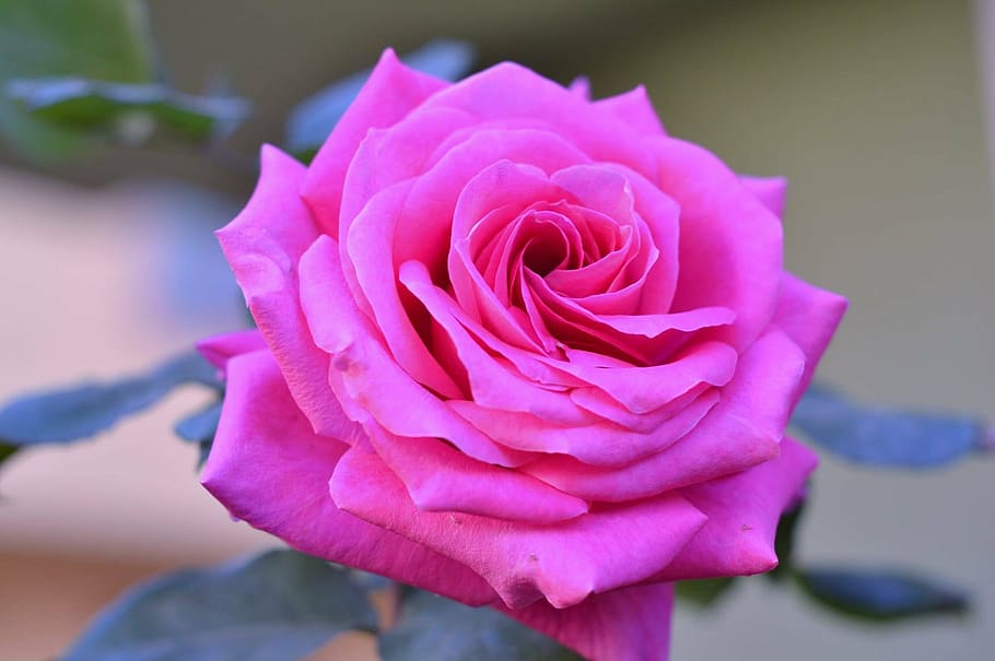 Love Beautiful Flowers Images : Never Fades For Love Simulated Rose ...
