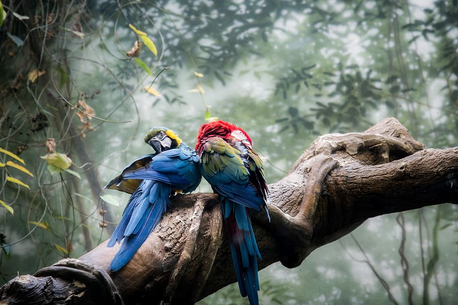 two multicolored parrot on brown wooden trunk surround by green plants, selective focus photography of blue-and-yellow macaw beside blue-and-red macaw perched on branch, HD wallpaper